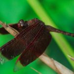 揭秘911爆料网红领巾瓜报网址小僵尸的真相与背后故事 daa6sq6qt